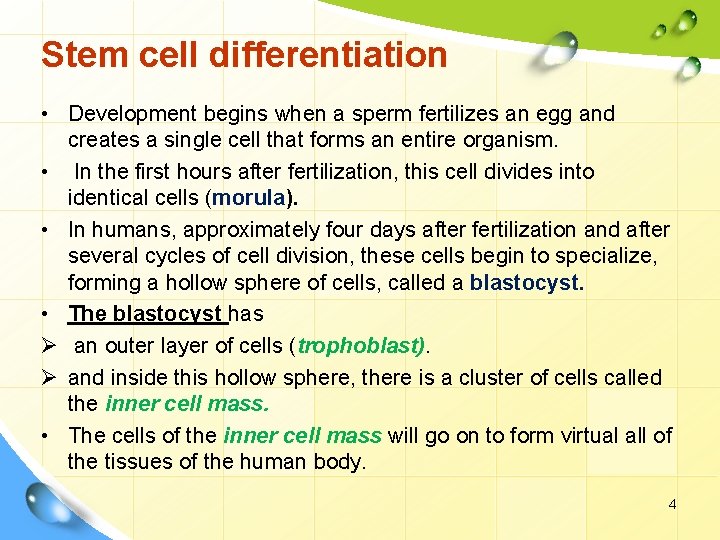 Stem cell differentiation • Development begins when a sperm fertilizes an egg and creates