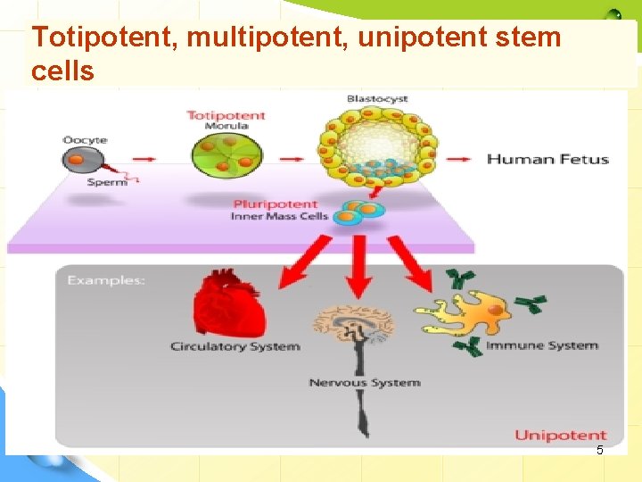 Totipotent, multipotent, unipotent stem cells 5 