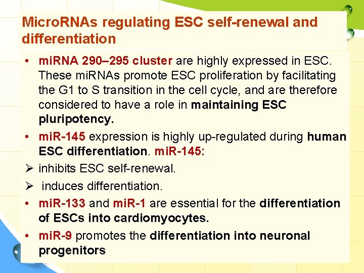 Micro. RNAs regulating ESC self-renewal and differentiation • mi. RNA 290– 295 cluster are