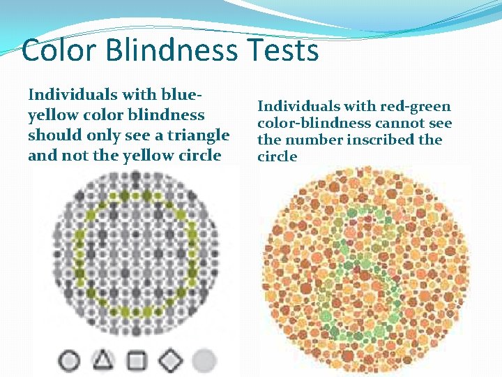 Color Blindness Tests Individuals with blueyellow color blindness should only see a triangle and