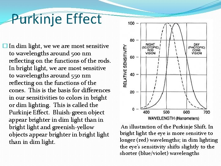 Purkinje Effect � In dim light, we we are most sensitive to wavelengths around