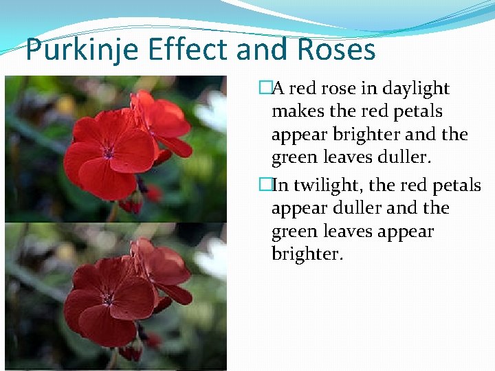 Purkinje Effect and Roses �A red rose in daylight makes the red petals appear