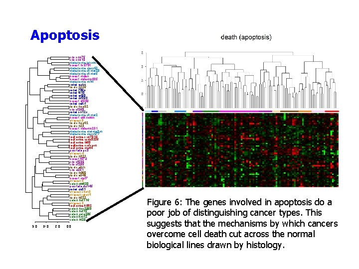 Apoptosis cns. snb 75 cns. snb 19 melanoma. loximvi breast. hs 578 t melanoma.