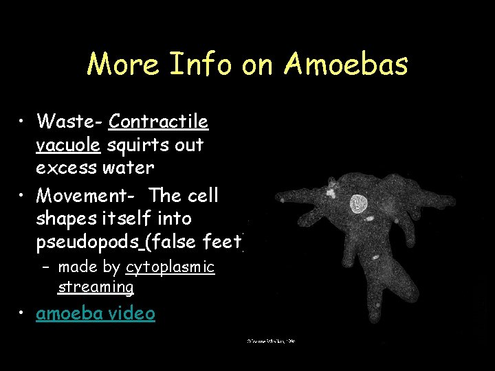 More Info on Amoebas • Waste- Contractile vacuole squirts out excess water • Movement-