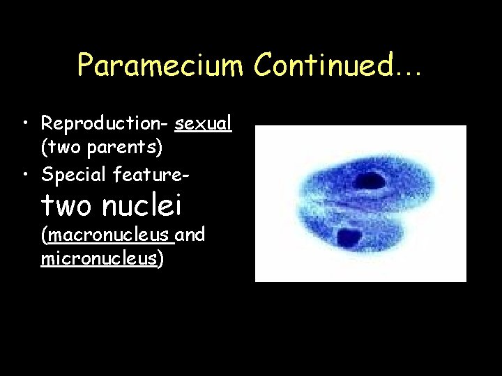 Paramecium Continued… • Reproduction- sexual (two parents) • Special feature- two nuclei (macronucleus and