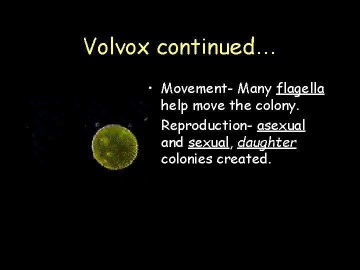 Volvox continued… • Movement- Many flagella help move the colony. • Reproduction- asexual and