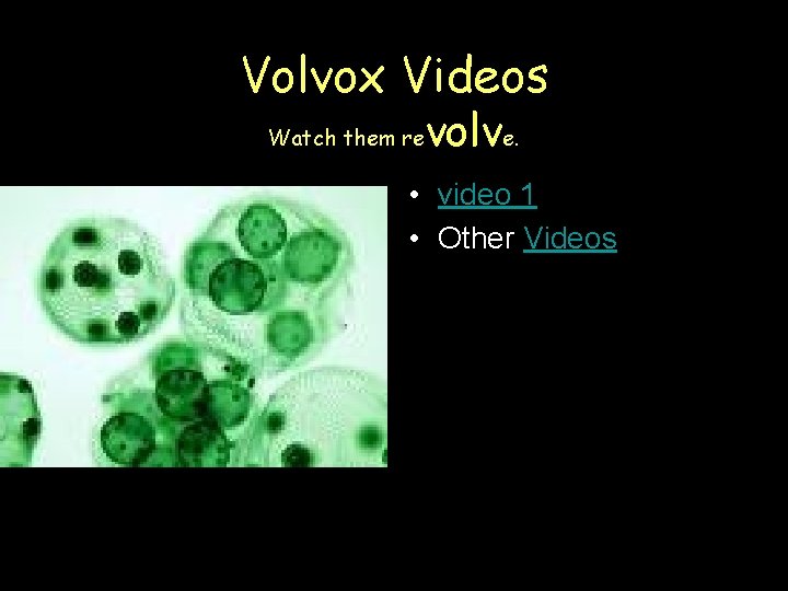 Volvox Videos Watch them re volve. • video 1 • Other Videos 