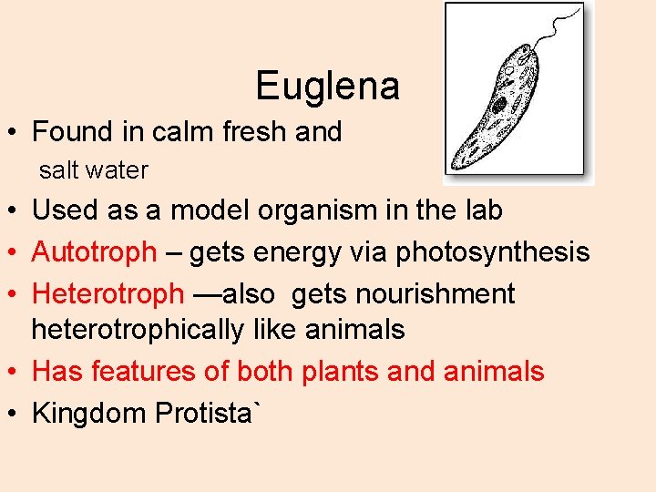 Euglena • Found in calm fresh and salt water • Used as a model