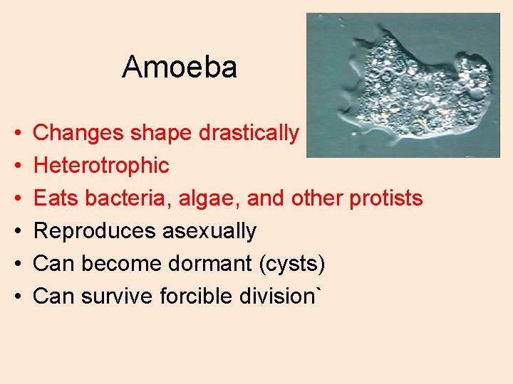 Amoeba • • • Changes shape drastically Heterotrophic Eats bacteria, algae, and other protists