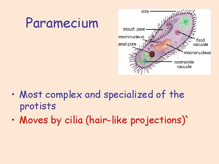 Paramecium • Most complex and specialized of the protists • Moves by cilia (hair-like
