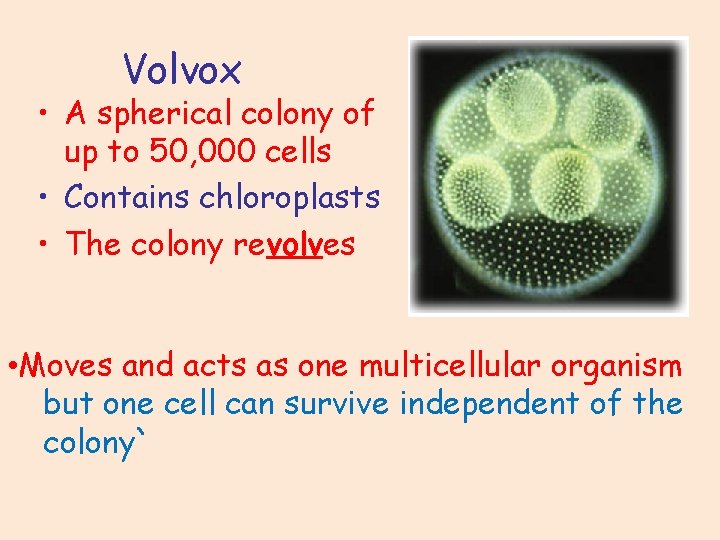 Volvox • A spherical colony of up to 50, 000 cells • Contains chloroplasts