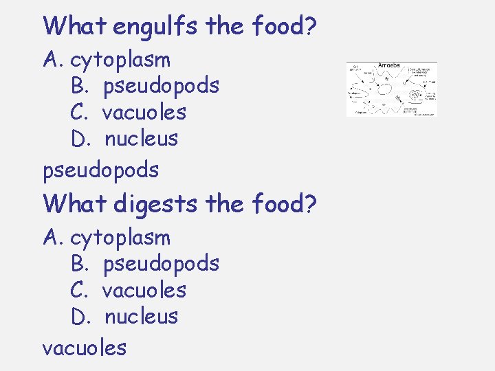 What engulfs the food? A. cytoplasm B. pseudopods C. vacuoles D. nucleus pseudopods What