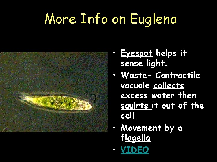 More Info on Euglena • Eyespot helps it sense light. • Waste- Contractile vacuole