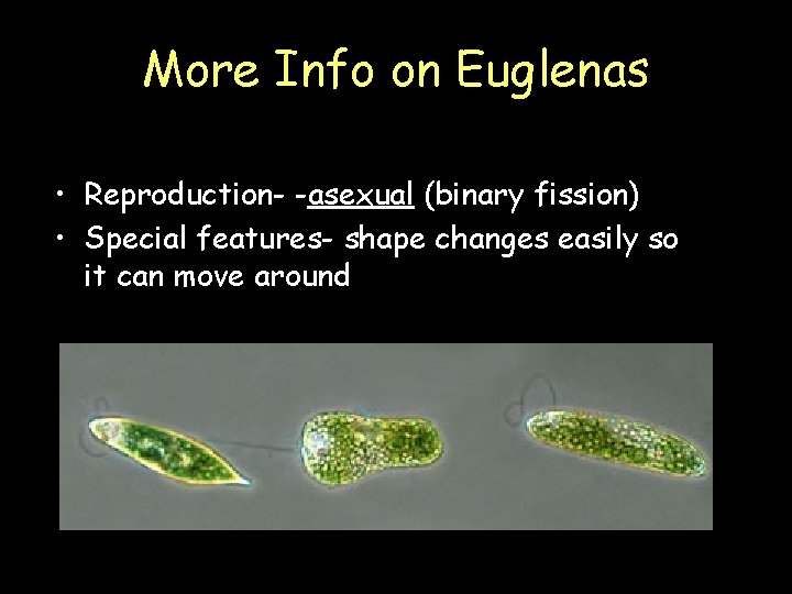 More Info on Euglenas • Reproduction- -asexual (binary fission) • Special features- shape changes