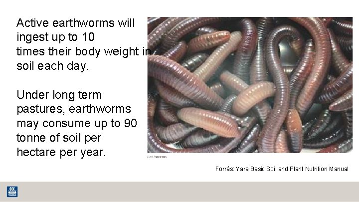 Active earthworms will ingest up to 10 times their body weight in soil each