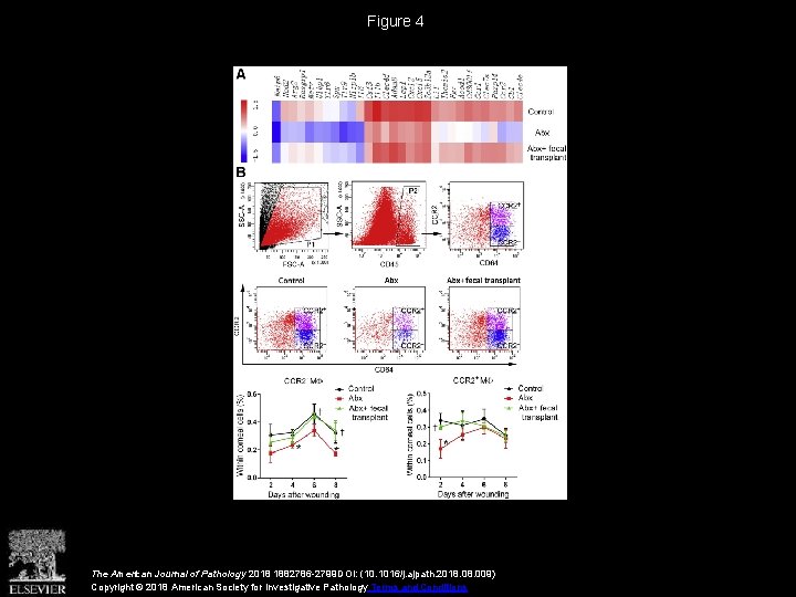 Figure 4 The American Journal of Pathology 2018 1882786 -2799 DOI: (10. 1016/j. ajpath.