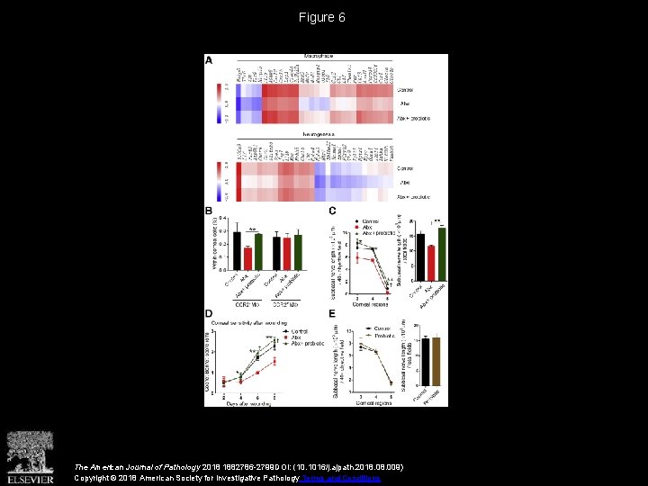 Figure 6 The American Journal of Pathology 2018 1882786 -2799 DOI: (10. 1016/j. ajpath.