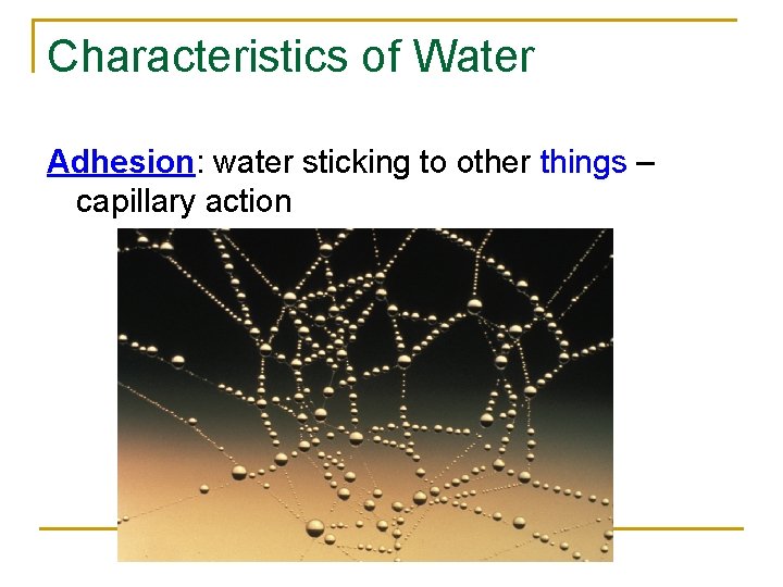 Characteristics of Water Adhesion: water sticking to other things – capillary action Characteristics of Water Adhesion: water sticking to other things – capillary action