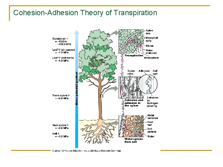 Cohesion-Adhesion Theory of Transpiration Cohesion-Adhesion Theory of Transpiration