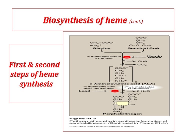 Biosynthesis of heme (cont. ) First & second steps of heme synthesis 