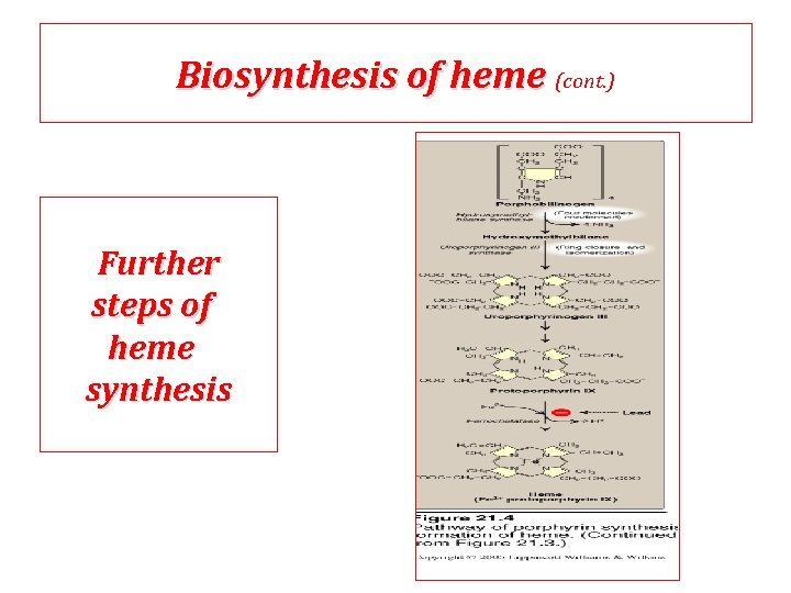 Biosynthesis of heme (cont. ) Further steps of heme synthesis 