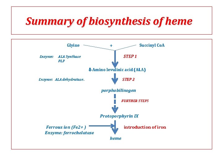Summary of biosynthesis of heme Glyine Enzyme: + Succinyl Co. A STEP 1 ALA