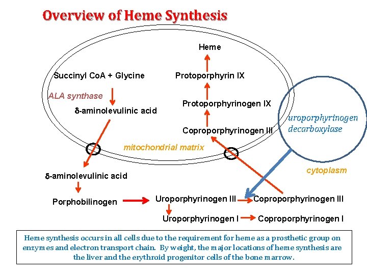 Overview of Heme Synthesis Heme Succinyl Co. A + Glycine Protoporphyrin IX ALA synthase