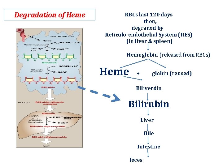 Degradation of Heme RBCs last 120 days then, degraded by Reticulo-endothelial System (RES) (in
