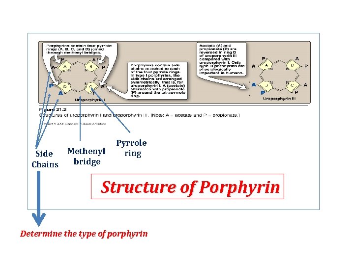 Methenyl Side bridge Chains Pyrrole ring Structure of Porphyrin Determine the type of porphyrin