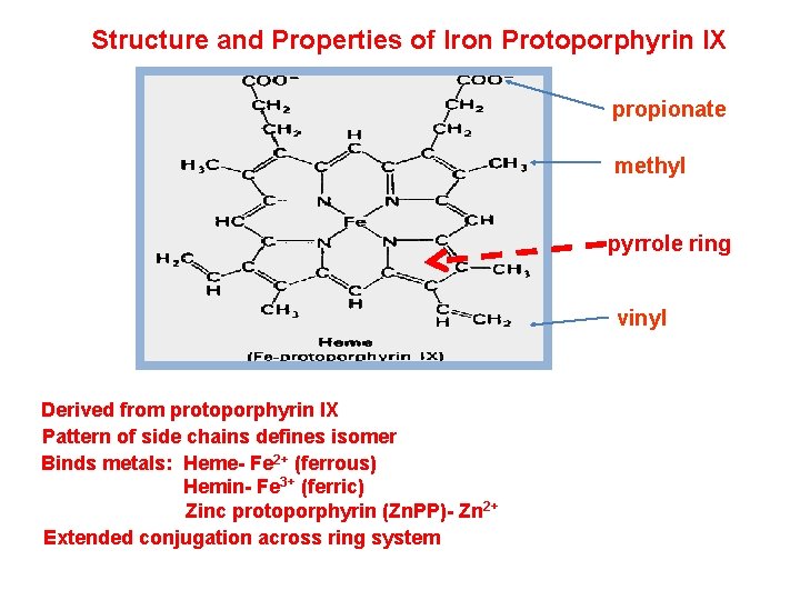 Structure and Properties of Iron Protoporphyrin IX propionate methyl pyrrole ring vinyl Derived from