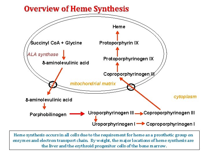 Overview of Heme Synthesis Heme Succinyl Co. A + Glycine Protoporphyrin IX ALA synthase