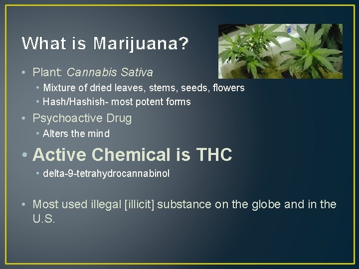 What is Marijuana? • Plant: Cannabis Sativa • Mixture of dried leaves, stems, seeds,