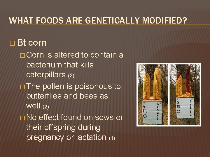 WHAT FOODS ARE GENETICALLY MODIFIED? � Bt corn � Corn is altered to contain