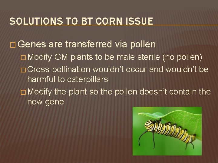 SOLUTIONS TO BT CORN ISSUE � Genes are transferred via pollen � Modify GM