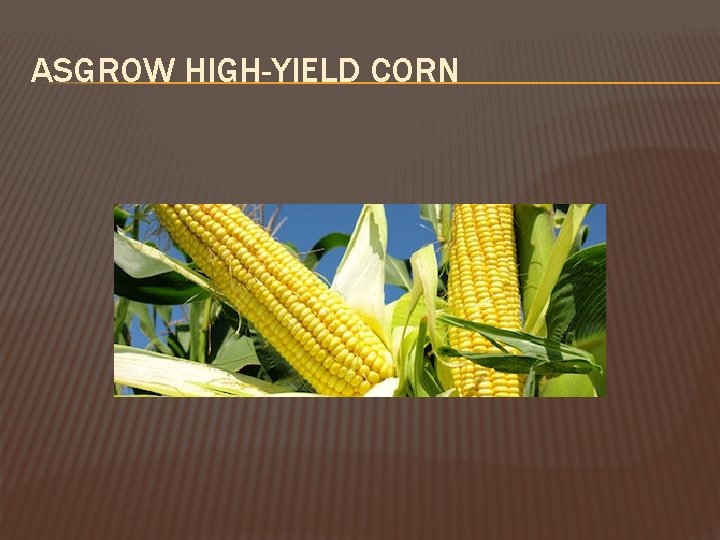 ASGROW HIGH-YIELD CORN 