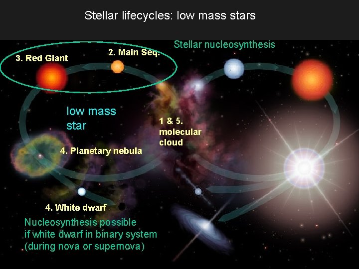Stellar lifecycles: low mass stars 3. Red Giant 2. Main Seq. low mass star