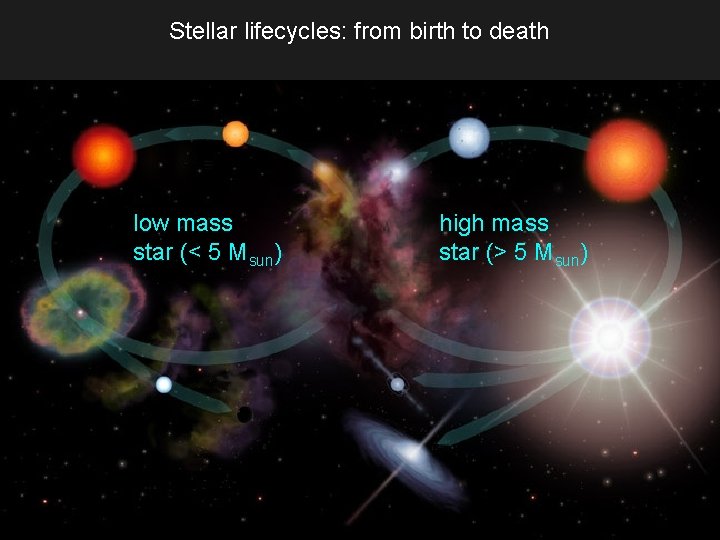 Stellar lifecycles: from birth to death low mass star (< 5 Msun) high mass