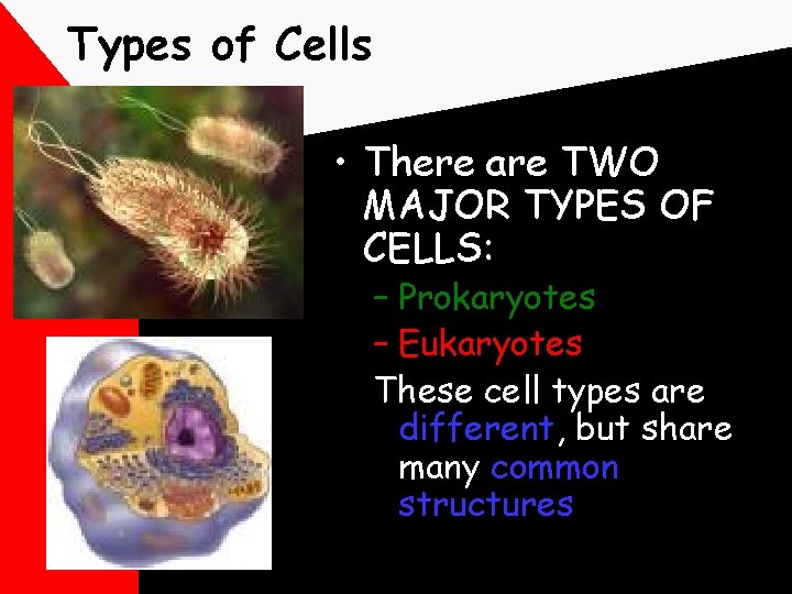 Types of Cells • There are TWO MAJOR TYPES OF CELLS: – Prokaryotes –
