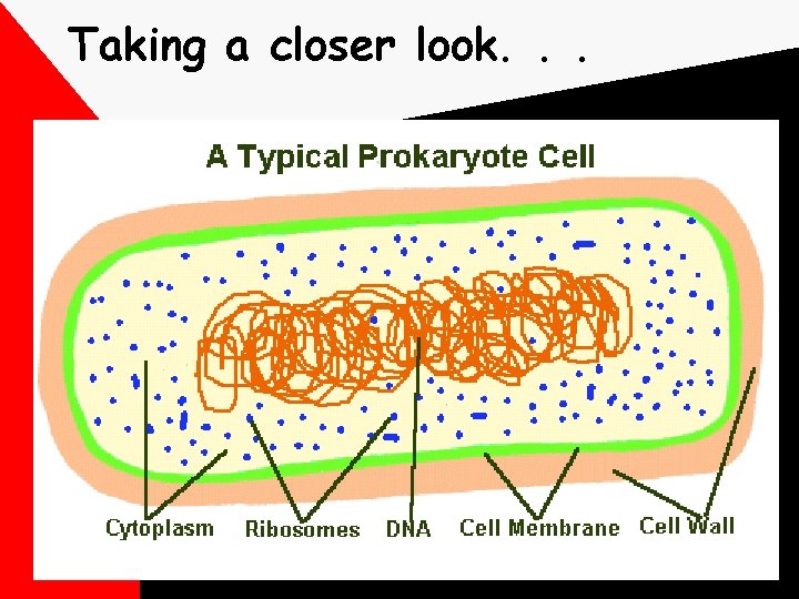 Taking a closer look. . . 