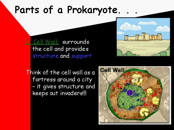 Parts of a Prokaryote. . . 1. Cell Wall: surrounds the cell and provides