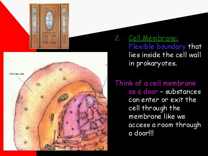 2. Cell Membrane: Flexible boundary that lies inside the cell wall in prokaryotes. Think