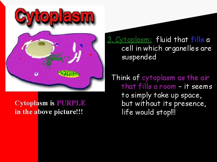 3. Cytoplasm: fluid that fills a cell in which organelles are suspended Cytoplasm is