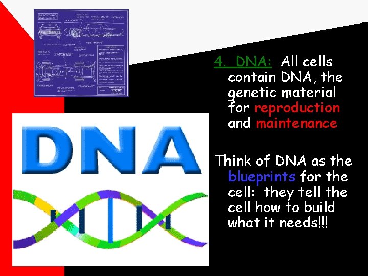 4. DNA: All cells contain DNA, the genetic material for reproduction and maintenance Think