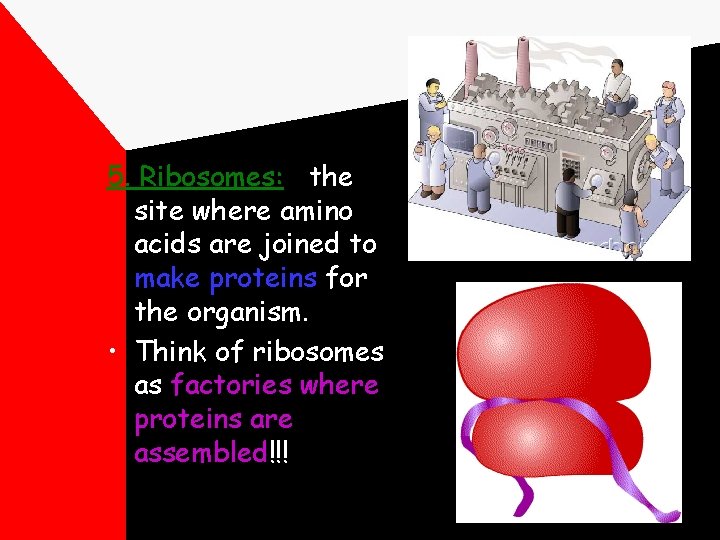 5. Ribosomes: the site where amino acids are joined to make proteins for the