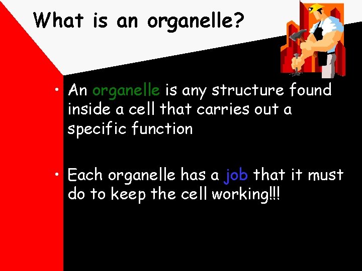 What is an organelle? • An organelle is any structure found inside a cell
