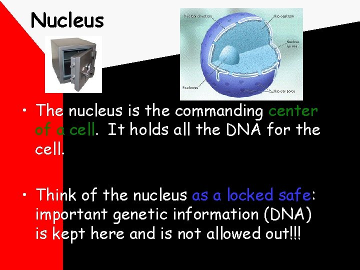 Nucleus • The nucleus is the commanding center of a cell. It holds all