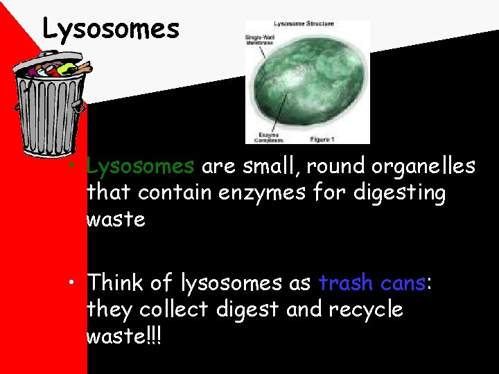 Lysosomes • Lysosomes are small, round organelles that contain enzymes for digesting waste •
