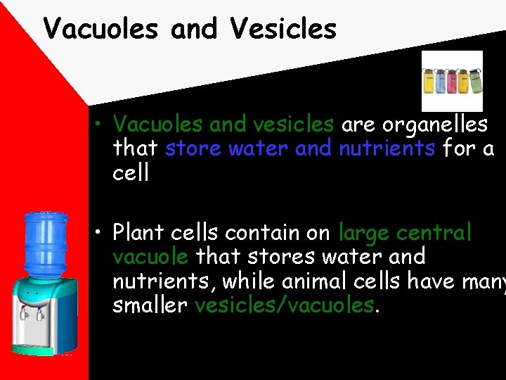 Vacuoles and Vesicles • Vacuoles and vesicles are organelles that store water and nutrients