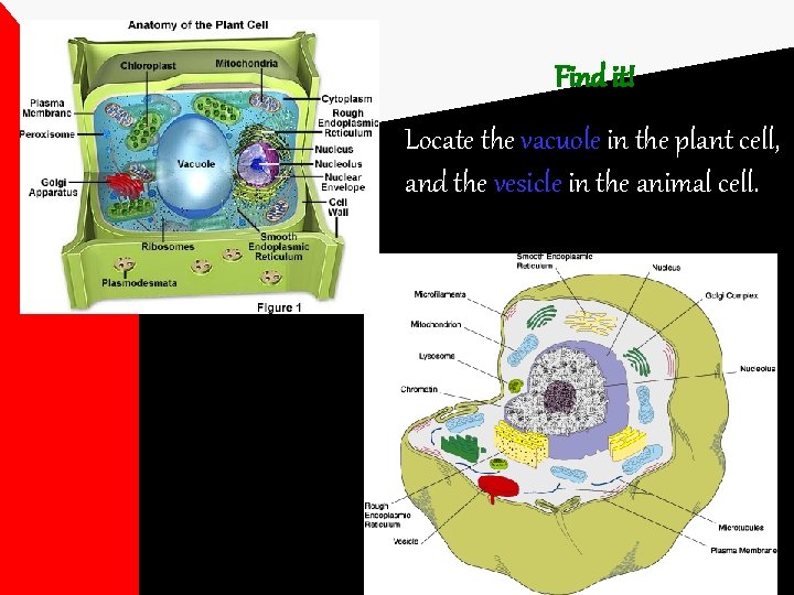 Find it! Locate the vacuole in the plant cell, and the vesicle in the