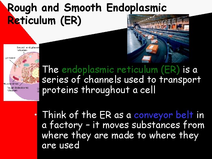 Rough and Smooth Endoplasmic Reticulum (ER) • The endoplasmic reticulum (ER) is a series